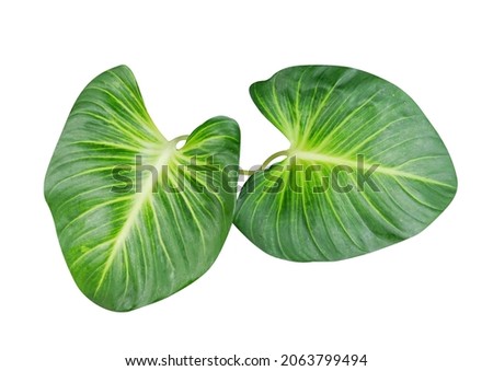 Tropical green leaves isolated on white background with clipping path.