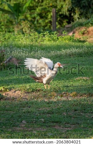 A white goose spreading its wings shows off its beauty, making it interesting.
