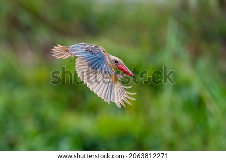 Stork billed kingfisher in flight