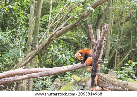 Red Panda cleaning itself in Chengdu research base of the Giant Panda breeding, Sichuan, China 