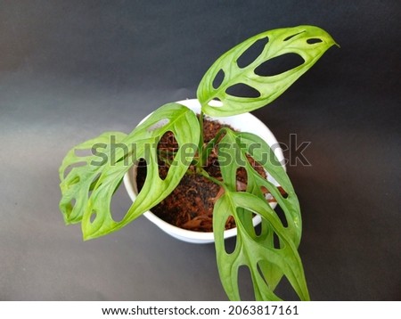 beautiful green plant in pot