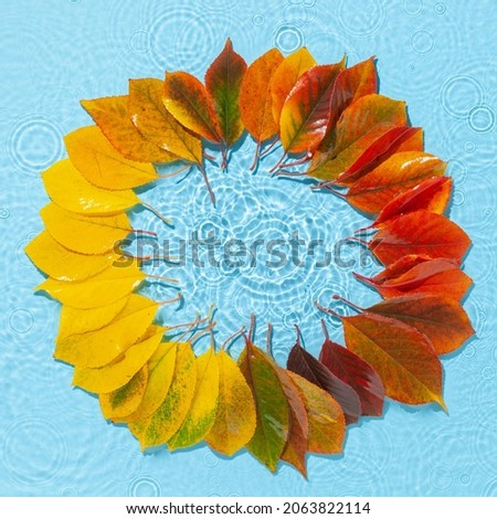 Water ripple with fall colorful leaves wreath. Trendy blue background with splash. Copy space. Top view