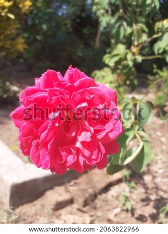 Closeup Pink Rose in the Garden