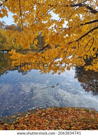 Ducks swim in a pond in the park on Elagin Island, which reflects trees growing on the banks with bright autumn leaves, the sky with clouds and fallen leaves floating.