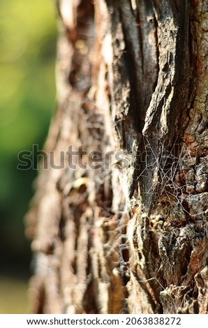Close-up of spider web on tree bark