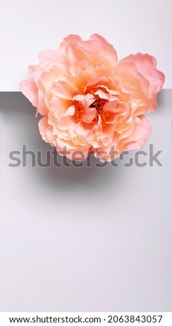 Vertical image.Pink pion flower on the white paper surface.Empty space