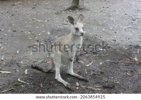 Kangaroos in a petting zoo in Sydney Australia