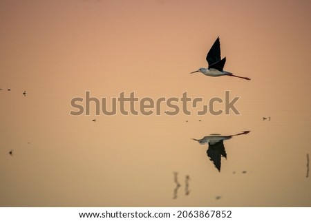 photo of a black winged stilt in flight