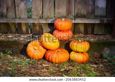 Pumpkins at the fence are stacked in cheap decor for Halloween, a celebration of the holiday