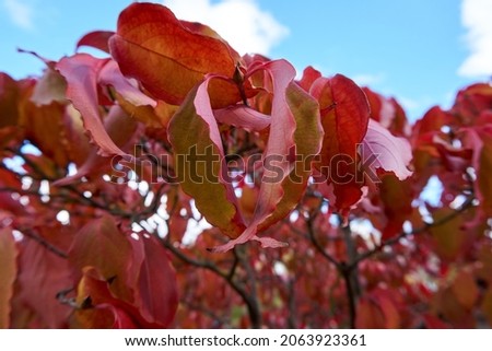 close up of beautiful red leaves in autumn