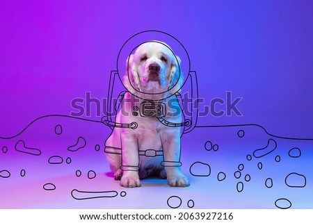 Dog-astronaut. Contemporary artwork. One cute big dog looking at camera isolated on pink blue neon studio background with drawings. Concept of modern art, design, line art. Animal in human life.