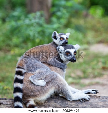 ring-tailed lemur (lemur catta) with baby ride on one's back in zoo