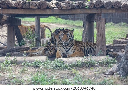 Family tiger is rest under the big stick wood 