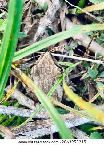A frog resting on the open ground.