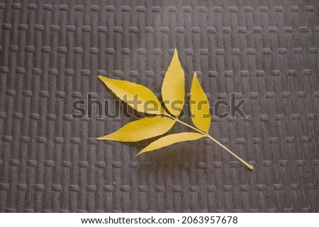 A leaf on the chair
