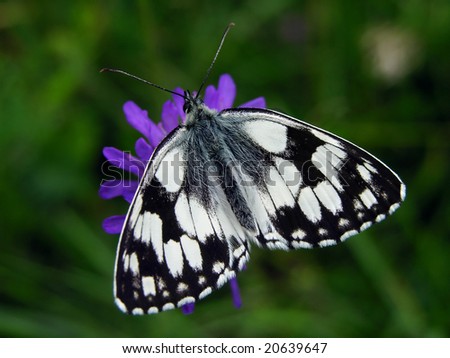           Marbled White butterfly