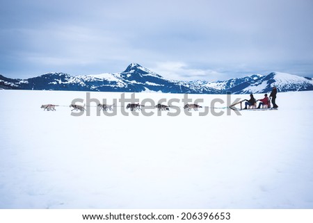Tourists are pulled by a dog sled along the Mendenhall Glacier in Alaska just outside Juneau.