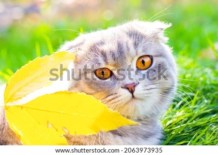 scottish fold cat is the symbol of the coming autumn yellow leaf