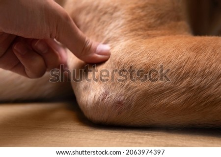 Closeup part of dog body adult Dudley Labrador retriever elbow with redness and dry skin infection from bacteria at vet visit. Dog healthcare and skin allergy concept Royalty-Free Stock Photo #2063974397