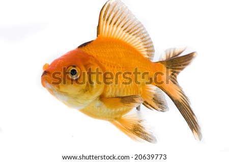 High quality, isolated image of a goldfish on a white background