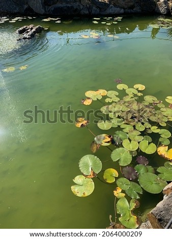 This is a picture of a pond with a lot of lotus leaves floating.