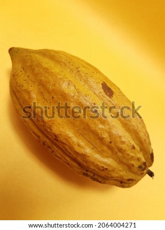 Ripe cocoa pods with an orange-yellow background. This photo is perfect for advertisements, magazines, news, farm books and more.