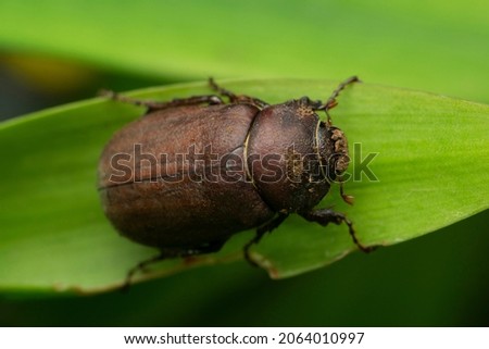 Scarab beetle species,Satara, Maharashtra, India
