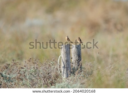 Two small birds standing on a pole