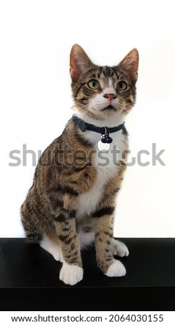 Selective focus view of a domestic Tabby cat sitting on black floor with white background. it has distinctive 'M' shaped marking on its forehead, stripes by its eyes and across its cheeks