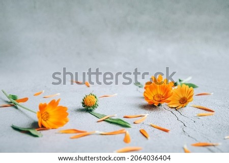 Front view of floral background layout with orange yellow calendula flowers, petals and buds over gray background spring concept with copy space.