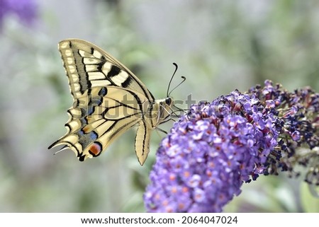 Beautiful Swallowtail butterfly (Papilio machaon) of the Papilionidae family, on Buddleja davidii flowers on natural bokeh background.