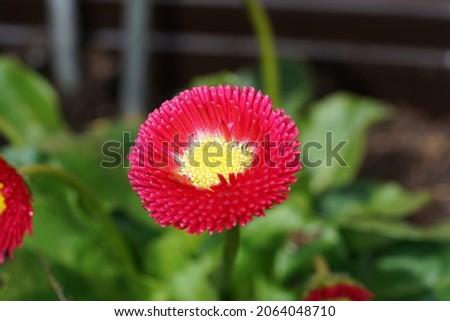 Red flower photographed in the local garden in Bavaria