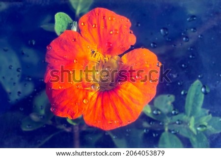 One orange nasturtium flower under glass with water drops. Abstract nature background. Floral pattern. Flat lay composition for cover disign. Copy space, retro