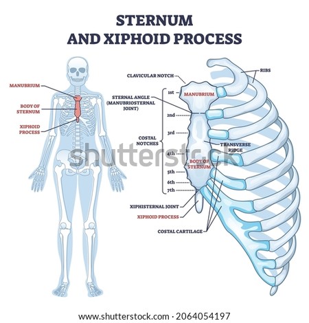 Sternum and xiphoid process with breastbone bone structure outline diagram. Labeled educational anatomical body chest skeletal description with inner medical cartilage xray scheme vector illustration. Royalty-Free Stock Photo #2064054197