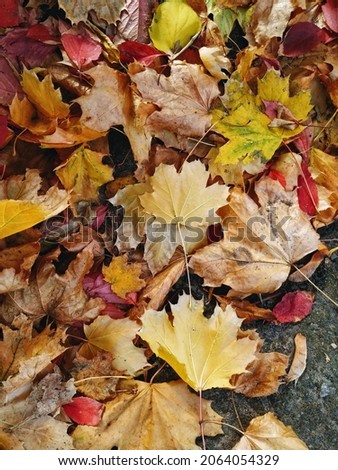 A lot of brown, yellow and red maple leaves on the ground