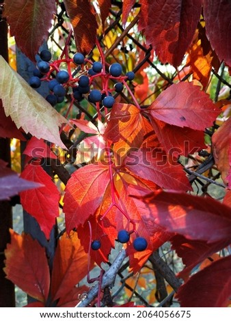 Blue berries and red leaves of wild grapes illuminated by the sun