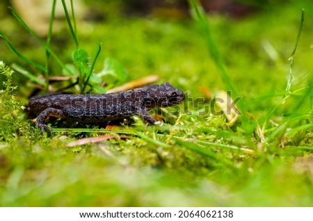 Alpine newt (Ichthyosaura alpestris) is a species of newt native to continental Europe and introduced to Great Britain and New Zealand.