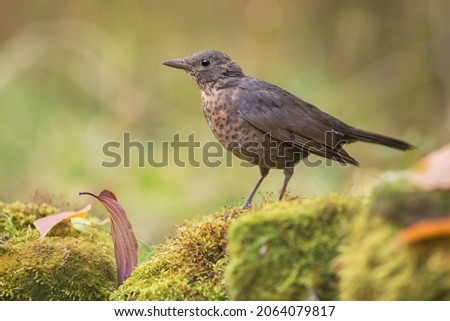 Common Blackbird (Turdus merula). Juvenile in autumn Royalty-Free Stock Photo #2064079817