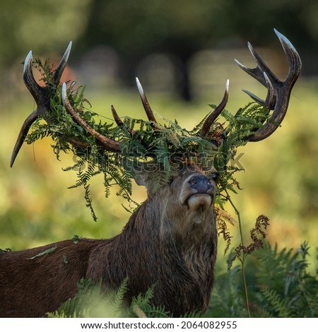 A red deer stag ready to rut, with bracken on his antlers Royalty-Free Stock Photo #2064082955