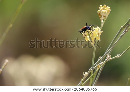 A tarantula hawk (pompilidae) feeding from the nectar of flowers and pollinating. Black-blue wasp with bright rust colored wings.