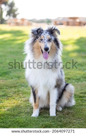 A dog enjoys the park on a sunny day