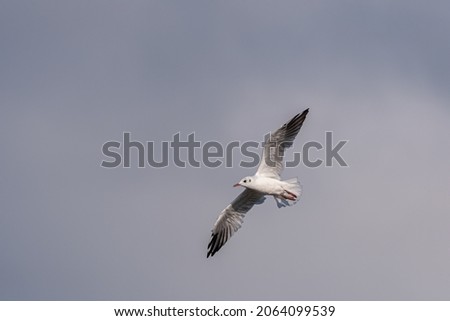 Black-Headed Gulls in flight. Non breeding adult Black Headed Gulls with winter plumage. Royalty-Free Stock Photo #2064099539
