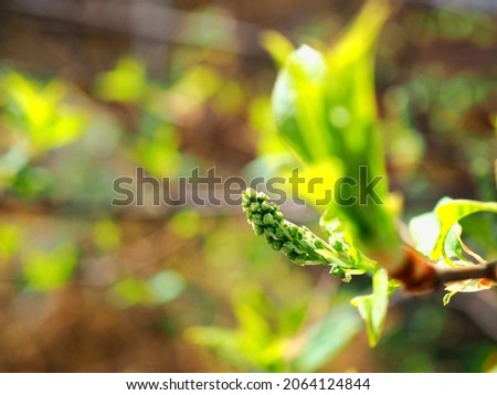 Green branch with buds in spring. Photo of early spring, a tree blooms new leaves, the beginning of a new life, warming, changing seasons