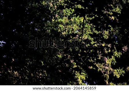 Silhouette of a tree branch in the shade at sunset