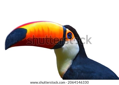Closeup head Toucan Toco (Ramphastos toco) isolated on white background.