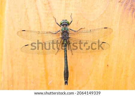 a green-eyed dragonfly sits on a fresh cut tree - on a bright sunny day