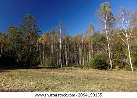 Empty birch trees under a blue sky on a sunny autumn day, Ludwigswinkel, Fischbach, Rhineland Palatinate, Germany
