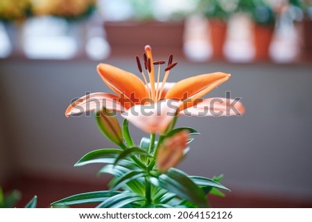 Orange lilium open selective focus