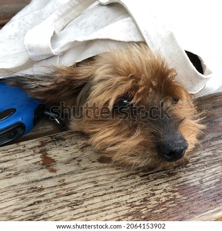Macro photo Yorkshire terrier dog. Stock photo animal small dog puppy
