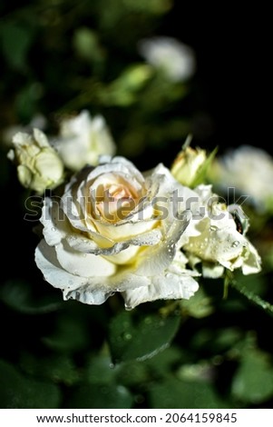 Rose in the garden on a black background with leaves